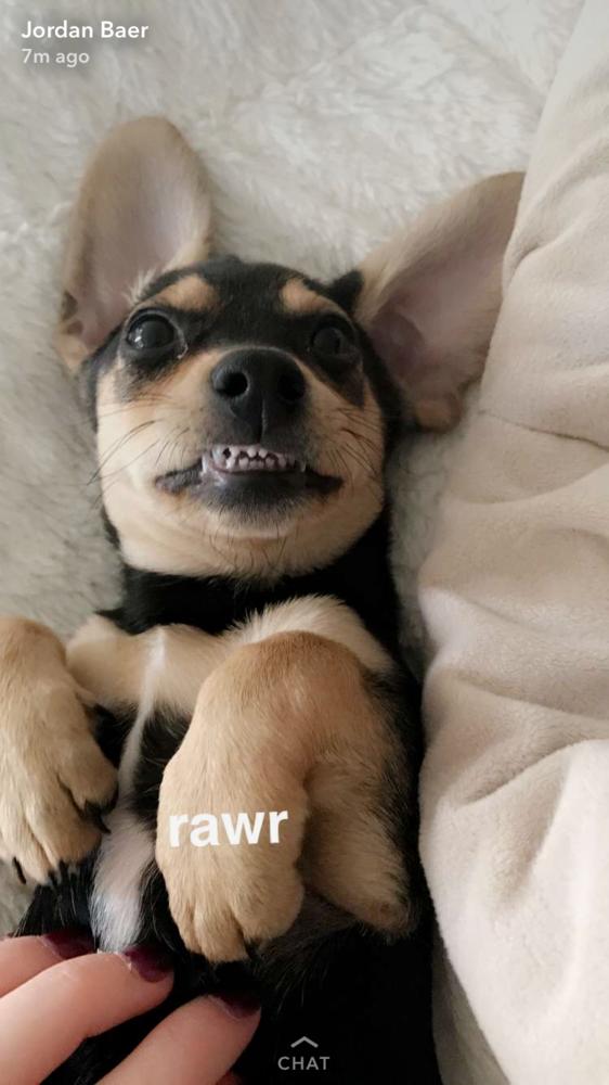 Bently (NEUTERED), Adopted, Puppy Male Dachshund & Chihuahua.