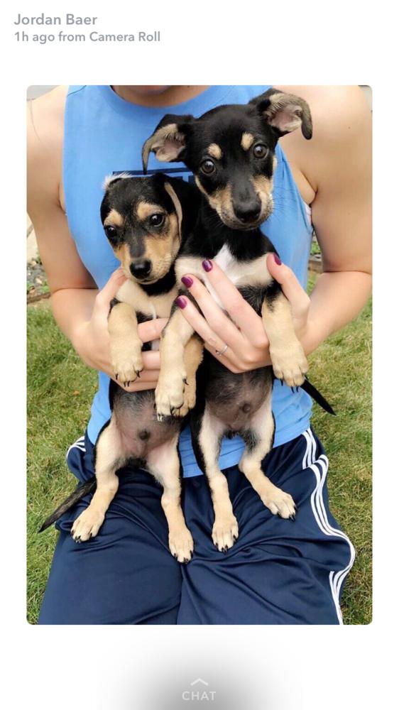 Bently (NEUTERED), a Adopted mixed breed in Lakewood, CO image 2/4