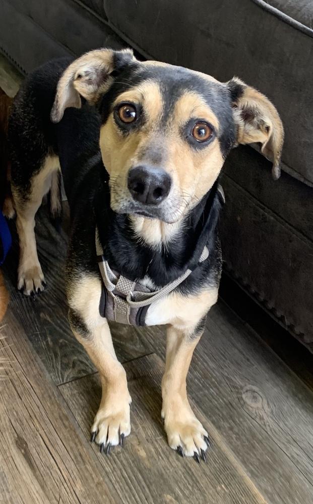 Bently (NEUTERED), Adopted, Puppy Male Dachshund & Chihuahua.