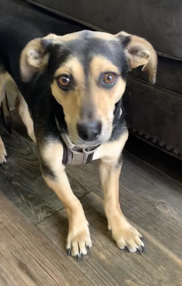 Bently (NEUTERED), a Adopted mixed breed in Lakewood, CO image 4/4