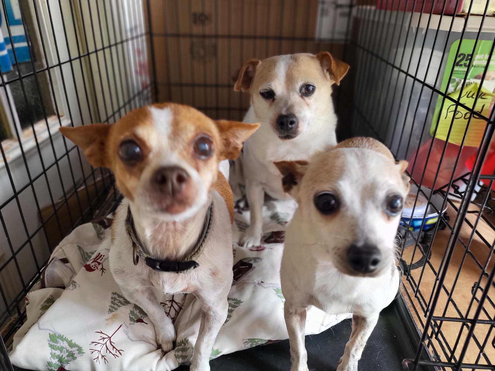Chloe, Memory, Buddy, Adoptable, Adult Female Chihuahua.