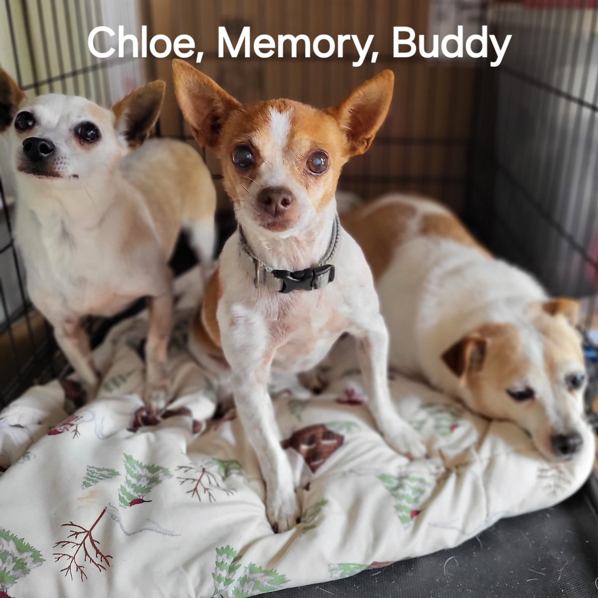 Chloe, Memory, Buddy, a Adoptable Chihuahua in Salisbury, NC image 2/2