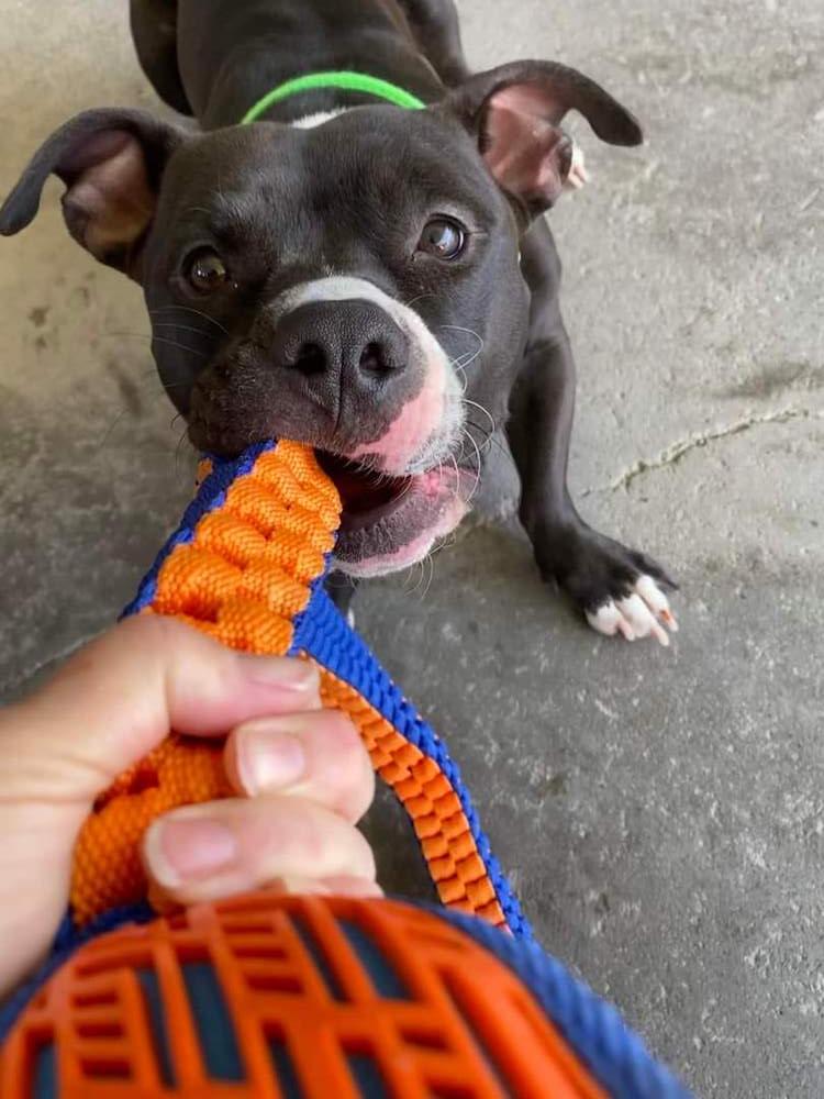 Enlarge Angelo, a Adoptable mixed breed in Phoenix, AZ image 1/6