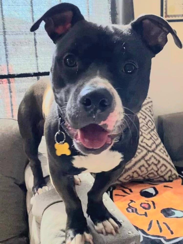 Enlarge Angelo, a Adoptable mixed breed in Phoenix, AZ image 3/6