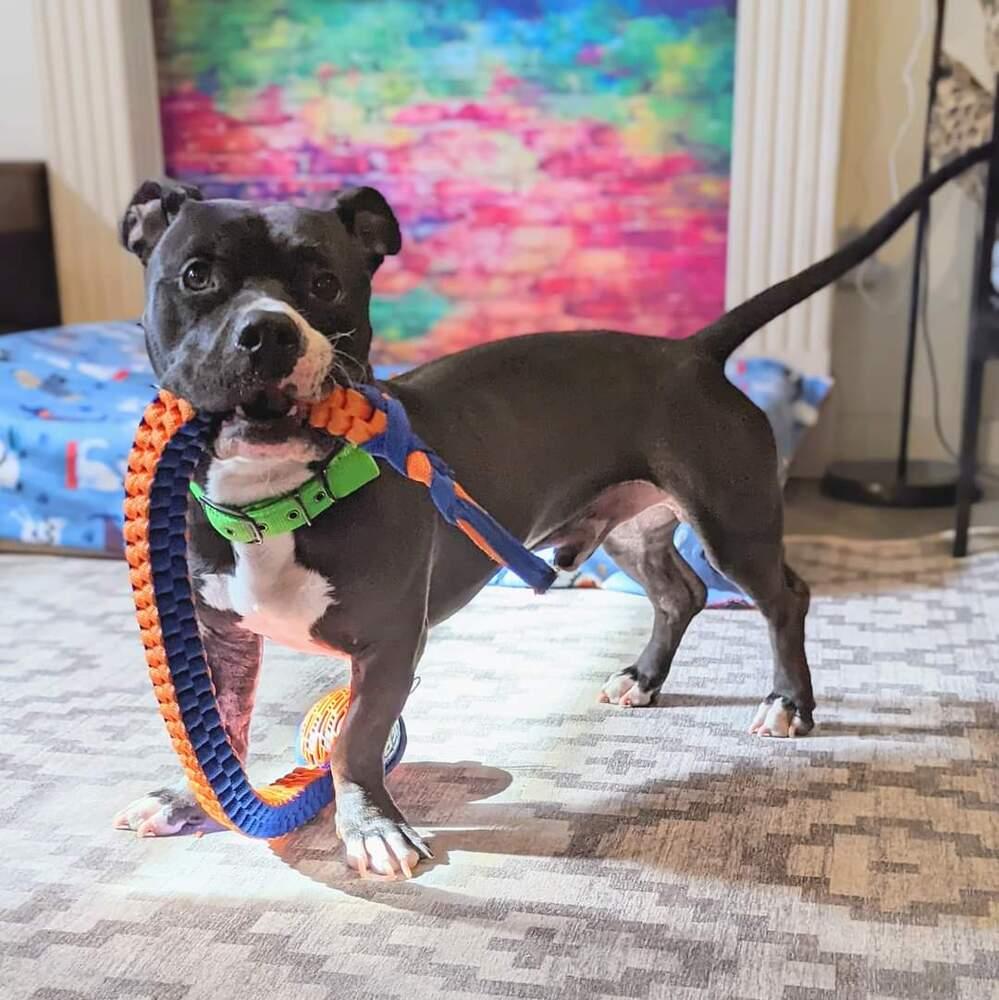 Enlarge Angelo, a Adoptable mixed breed in Phoenix, AZ image 4/6