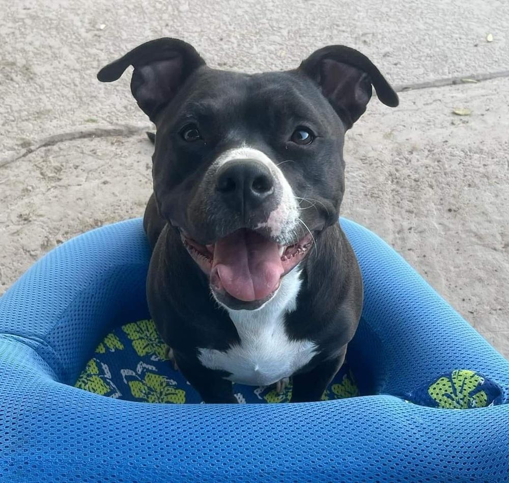 Enlarge Angelo, a Adoptable mixed breed in Phoenix, AZ image 5/6