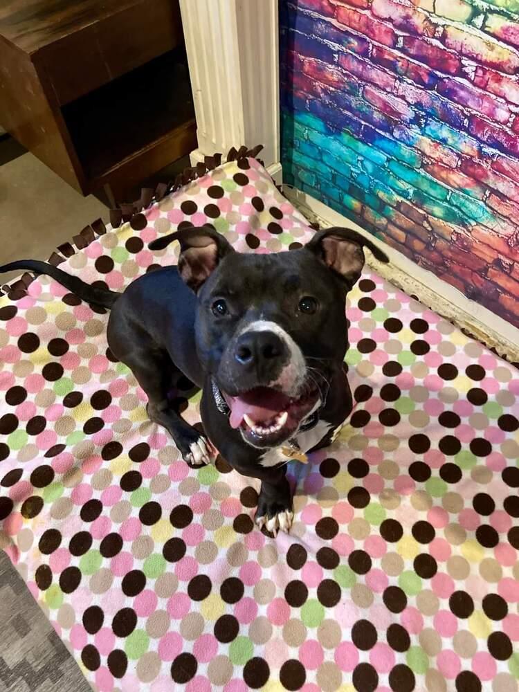 Enlarge Angelo, a Adoptable mixed breed in Phoenix, AZ image 6/6