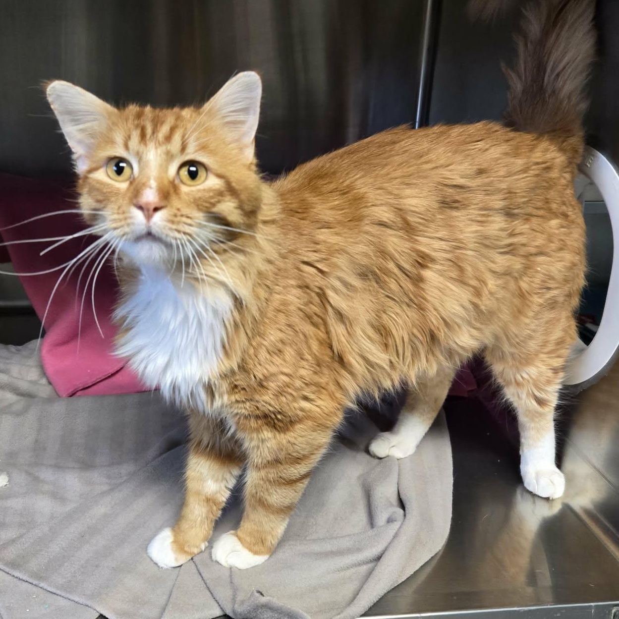 Bobbert, adopted, Young Male Domestic Medium Hair.