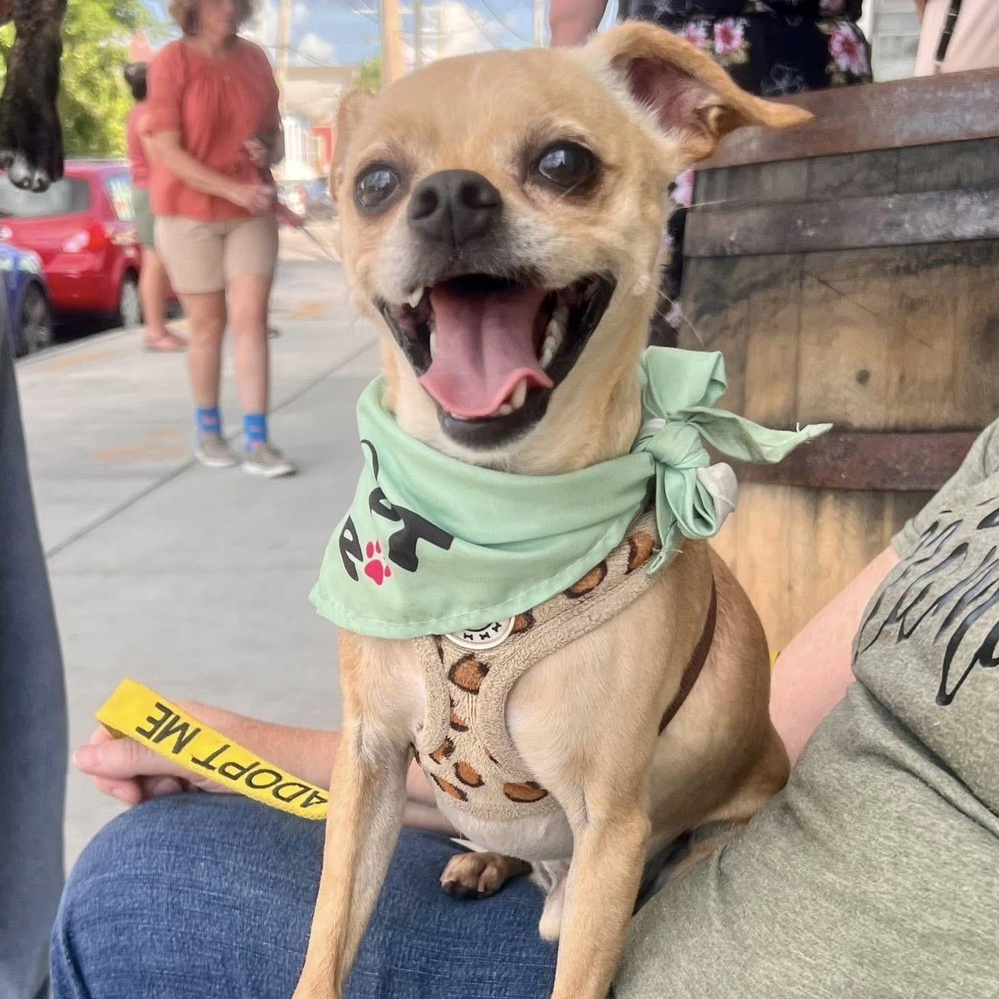 Milosh Chihuahua Dog