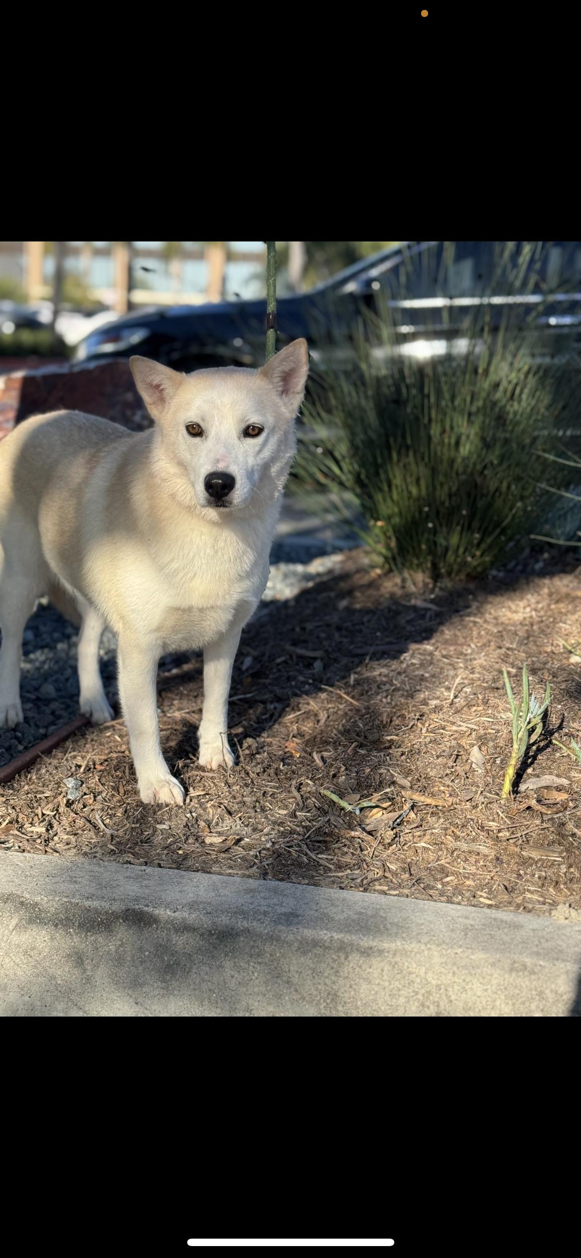 Enlarge Flora, a Adoptable mixed breed in Hamden, CT image 4/6
