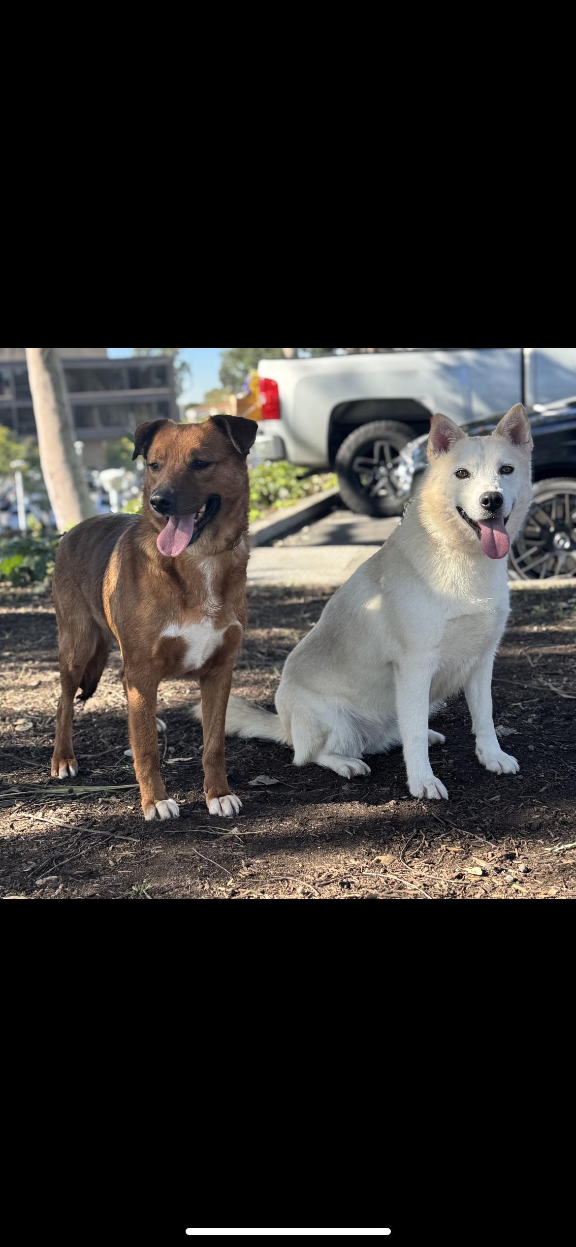 Enlarge Flora, a Adoptable mixed breed in Hamden, CT image 2/6