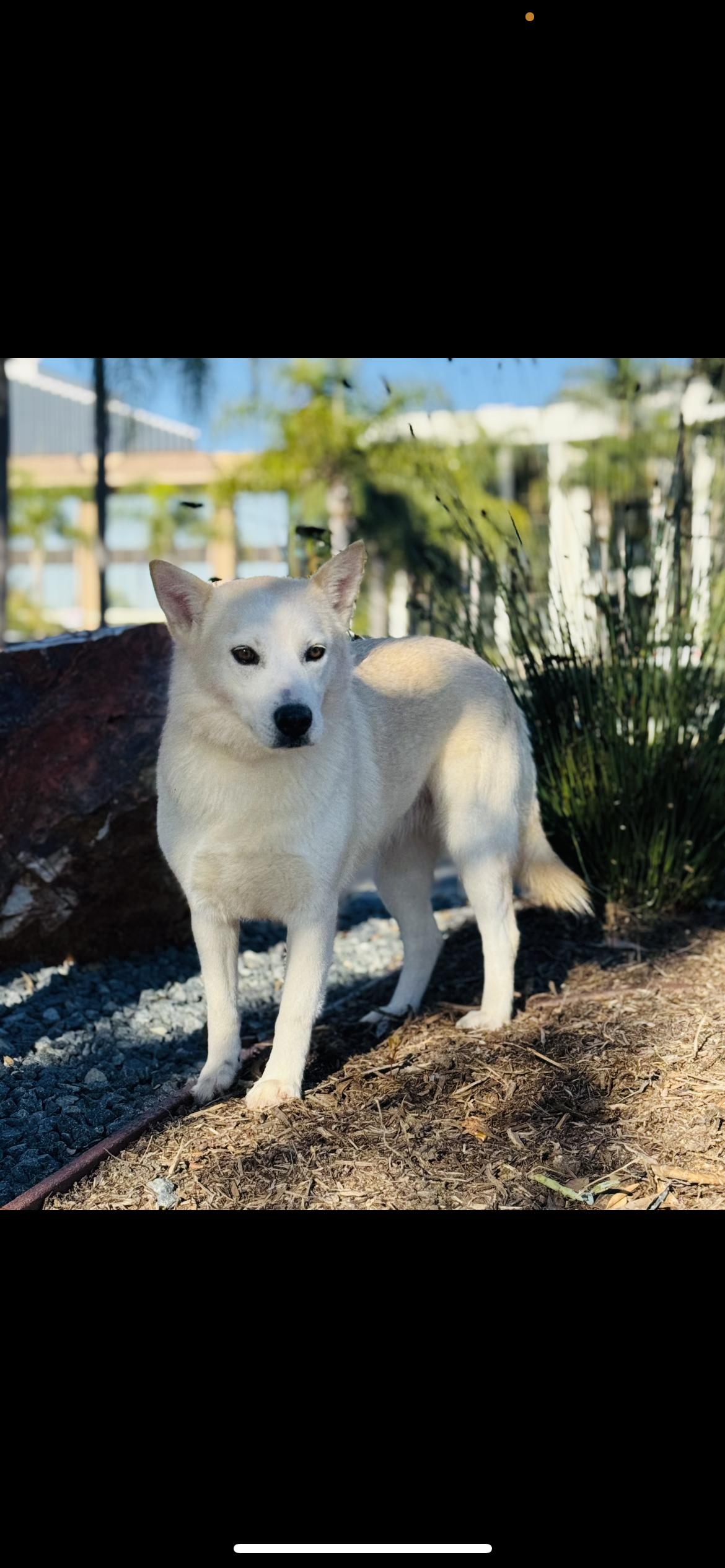 Flora, Adoptable, Young Female American Eskimo Dog & Husky.