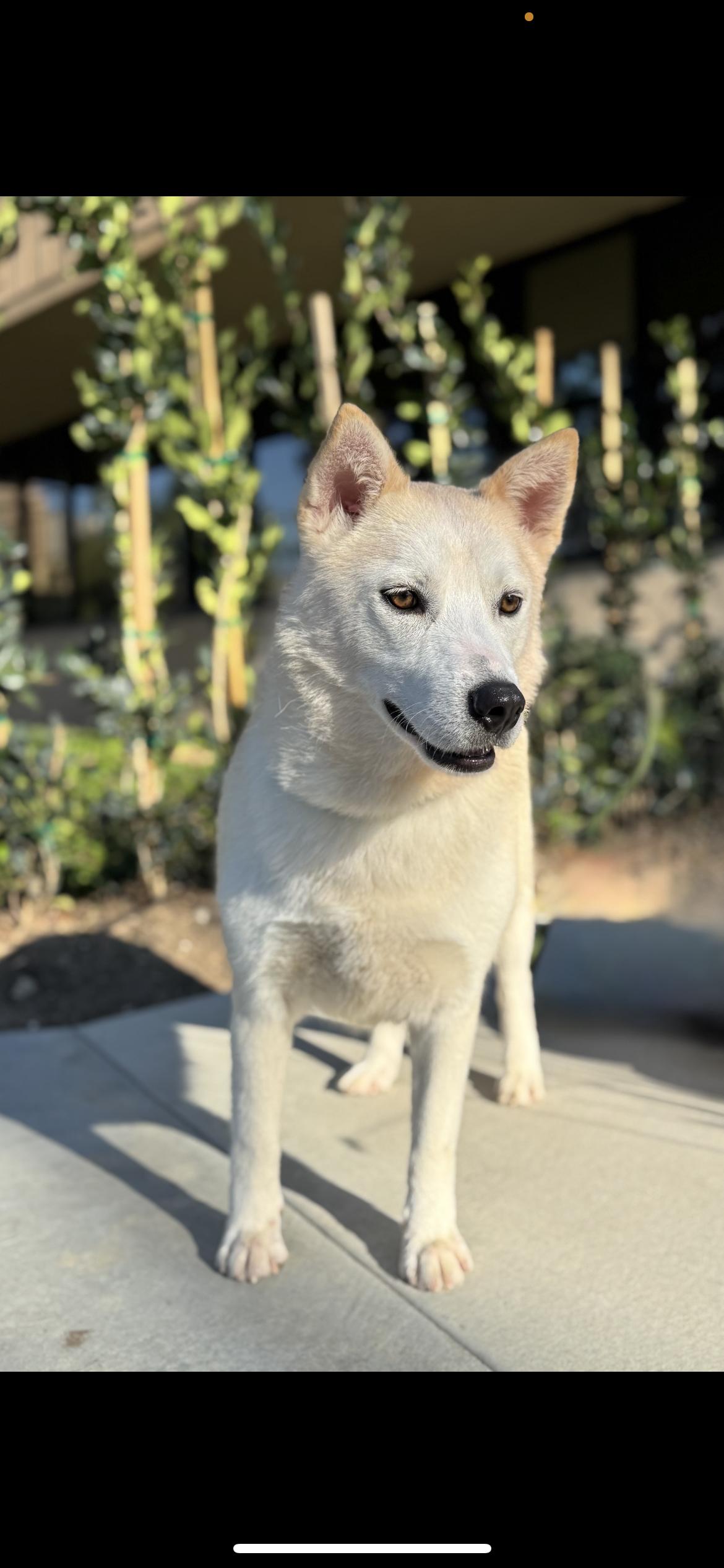 Enlarge Flora, a Adoptable mixed breed in Hamden, CT image 5/6