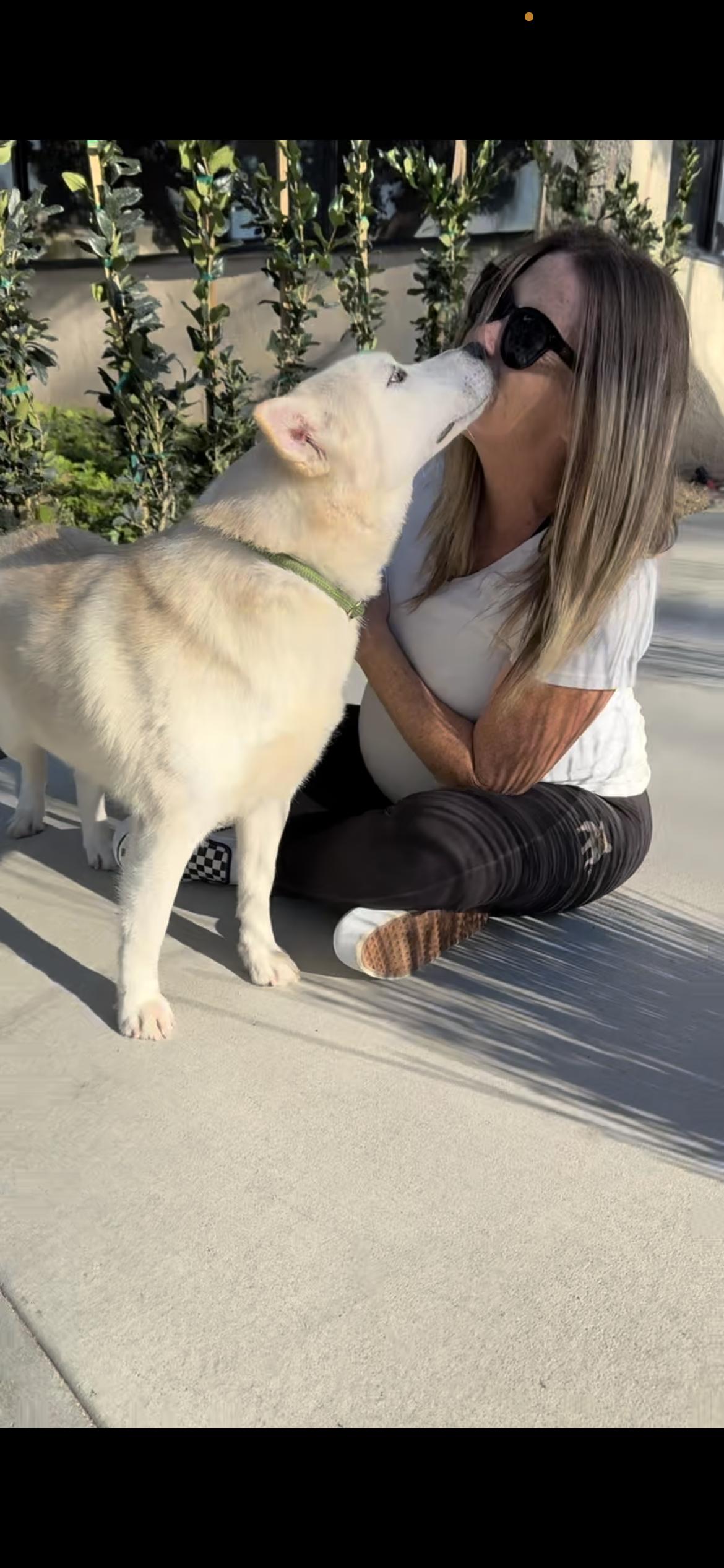 Enlarge Flora, a Adoptable mixed breed in Hamden, CT image 3/6