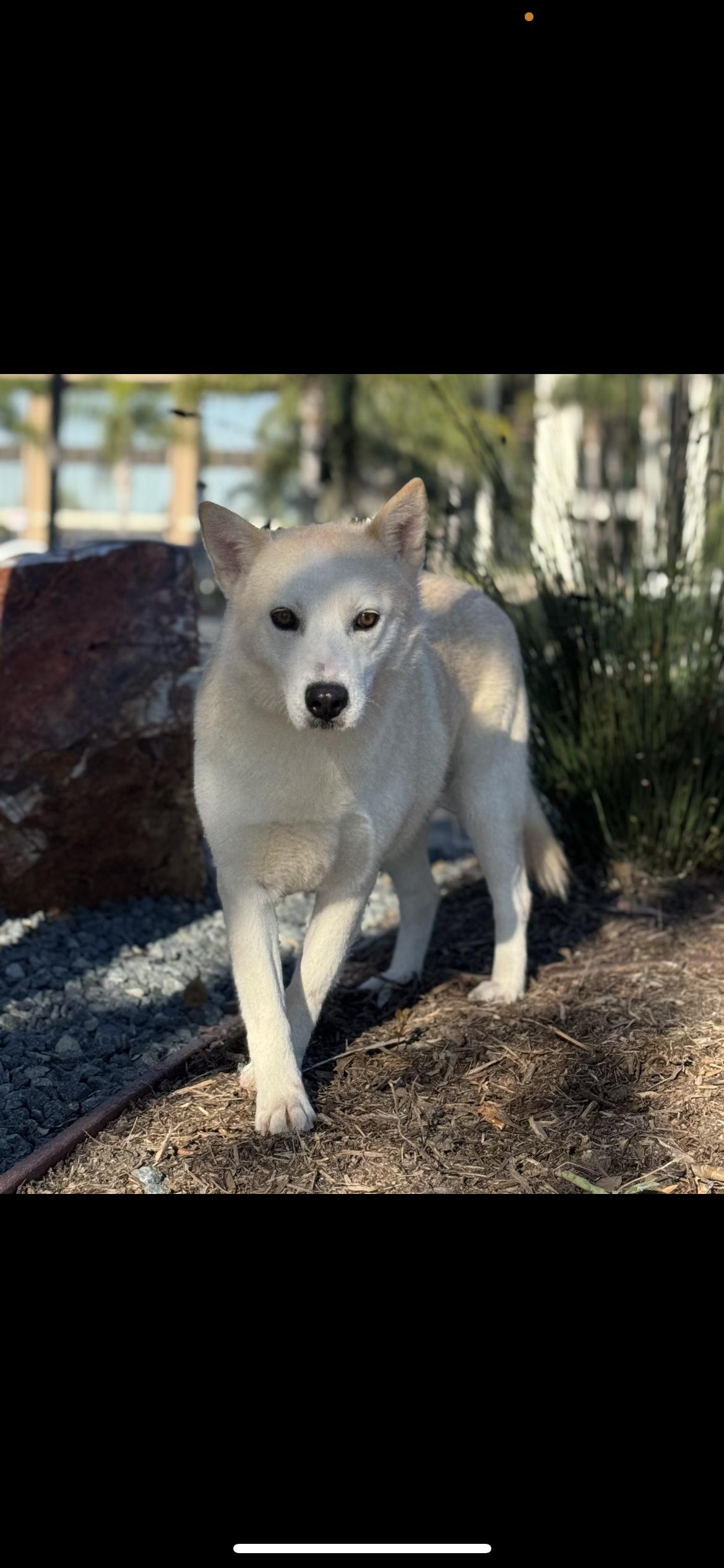 Enlarge Flora, a Adoptable mixed breed in Hamden, CT image 6/6