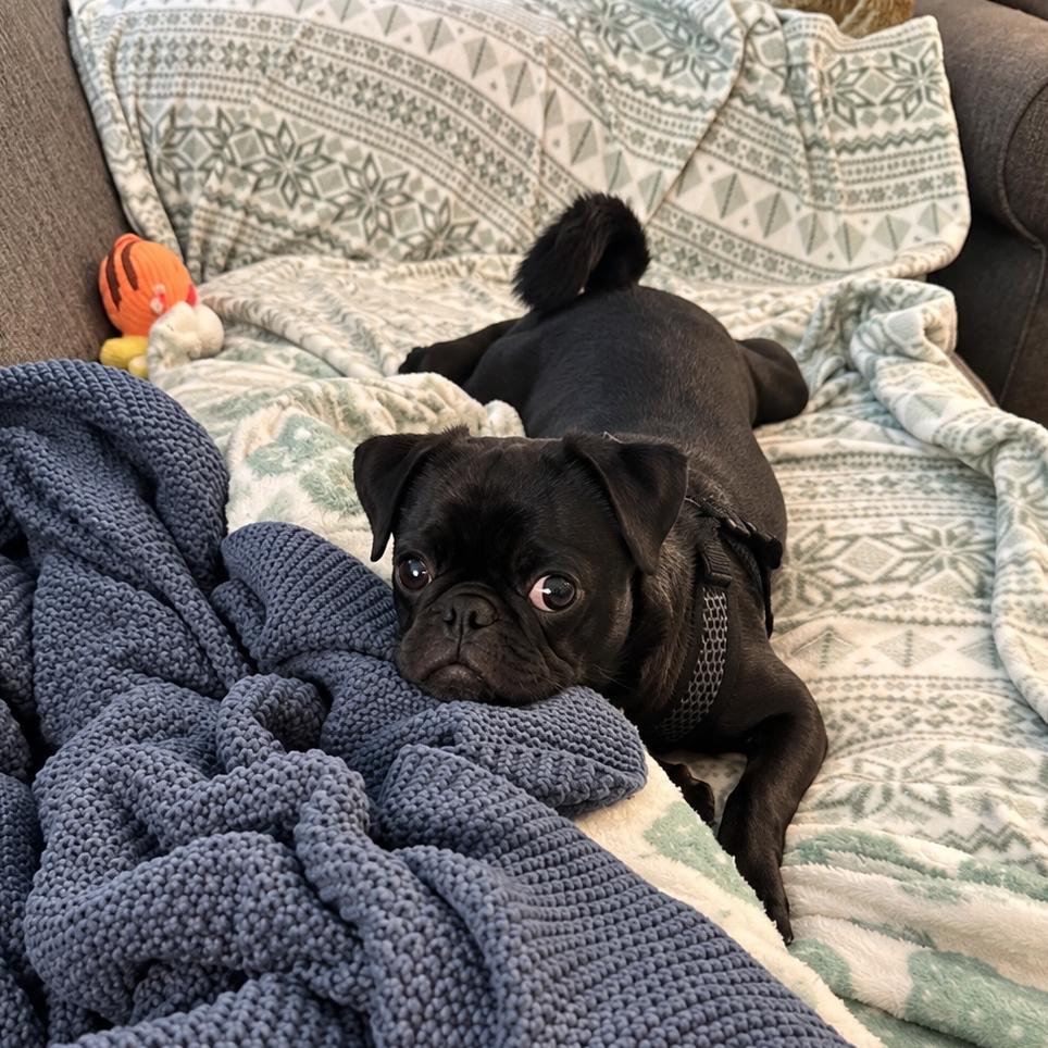 Frank, Adoptable, Young Male Pug.