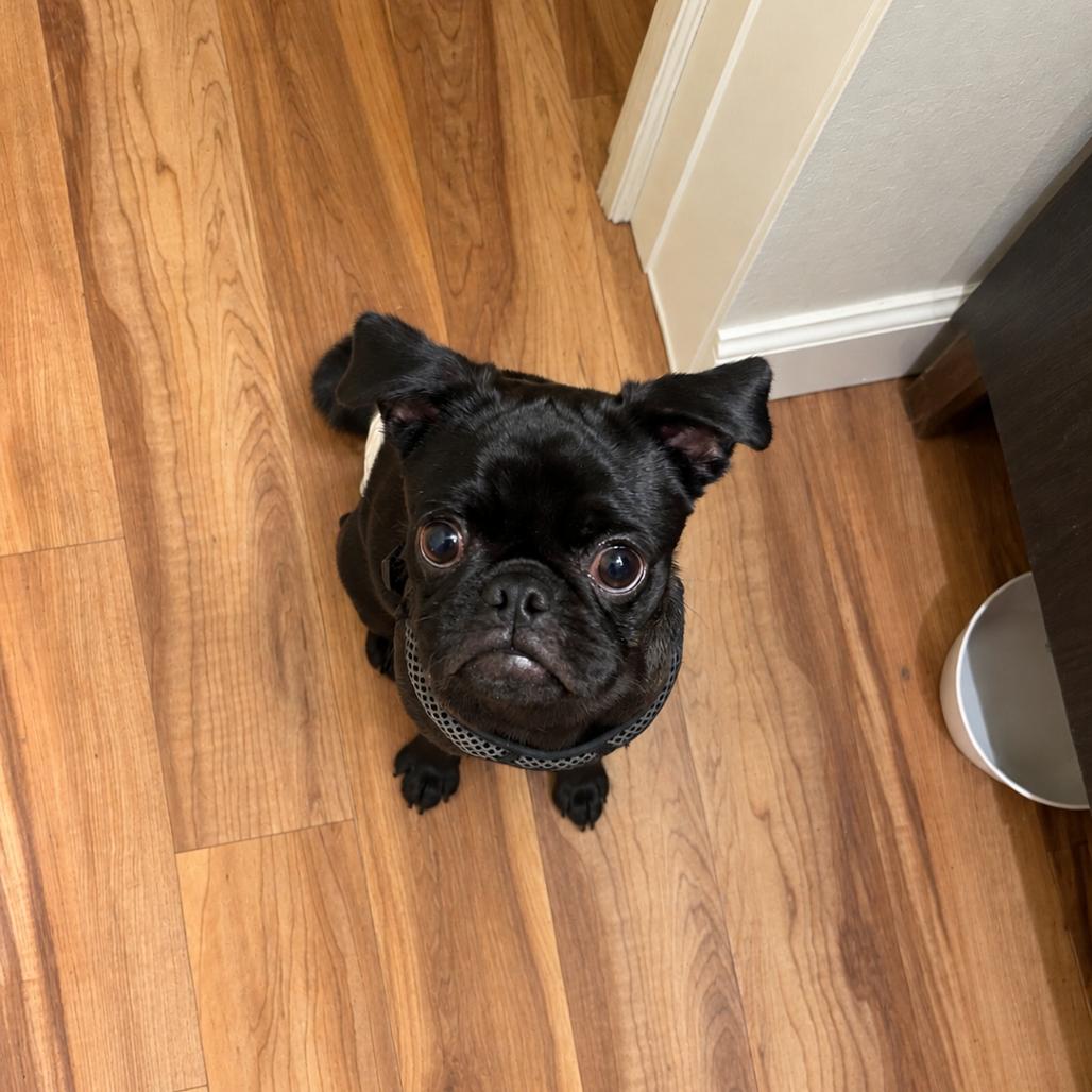 Enlarge Frank, a Adoptable Pug in Austin, TX image 2/3
