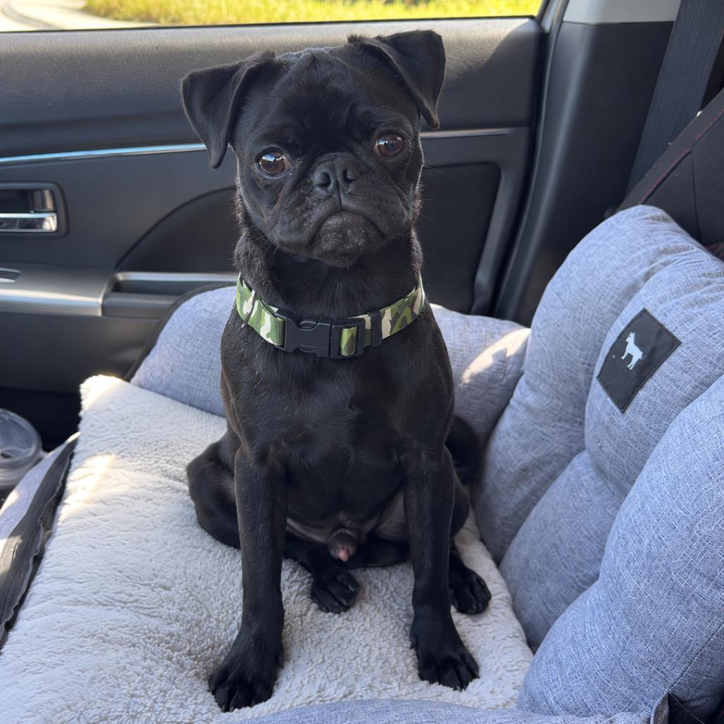 Enlarge Frank, a Adoptable Pug in Austin, TX image 3/3