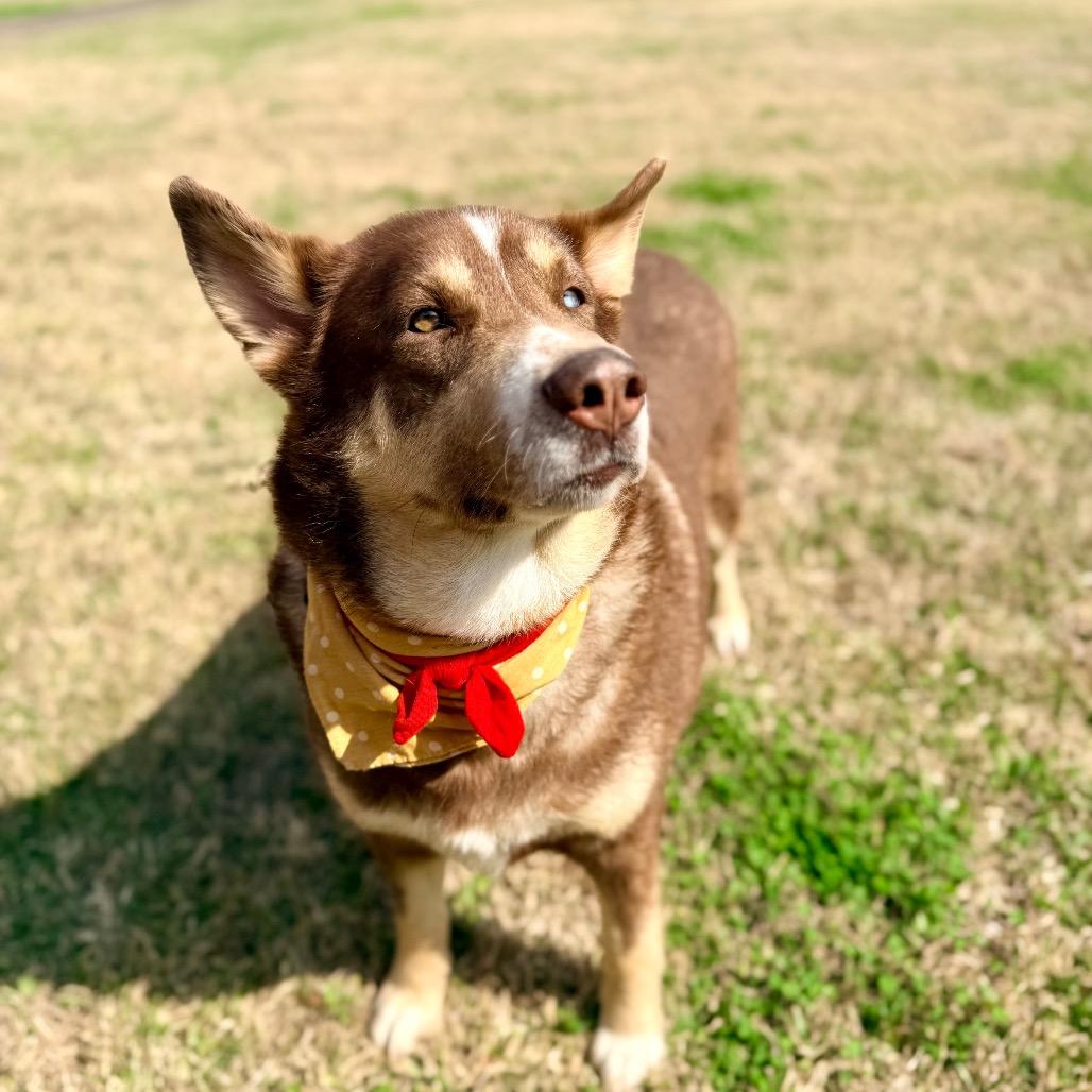 Cherry Pepper — thumbnail 5