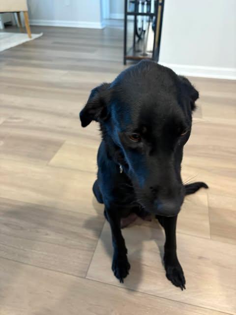 Pepper, a Adopted Mixed Breed in Wando, SC image 1/4