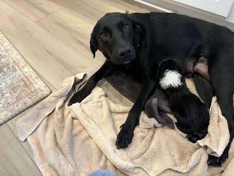 Pepper, a Adopted Mixed Breed in Wando, SC image 2/4