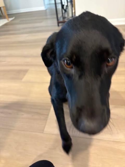 Pepper, a Adopted Mixed Breed in Wando, SC image 3/4