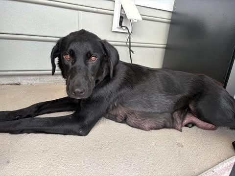 Pepper, a Adopted Mixed Breed in Wando, SC image 4/4