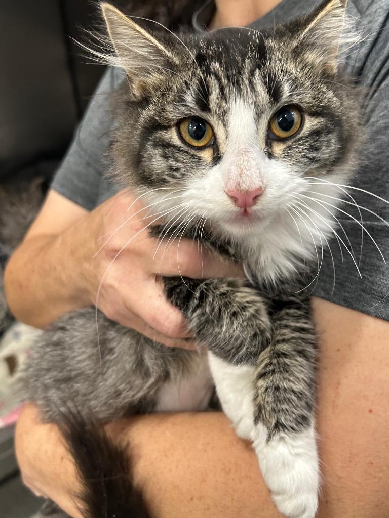 Juliet (PA), Adopted, Kitten Female Domestic Long Hair.