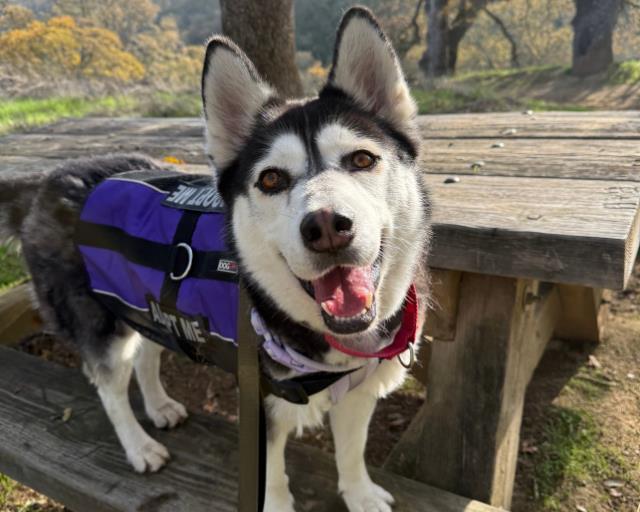 KARMA, Adoptable, Adult Female Siberian Husky.