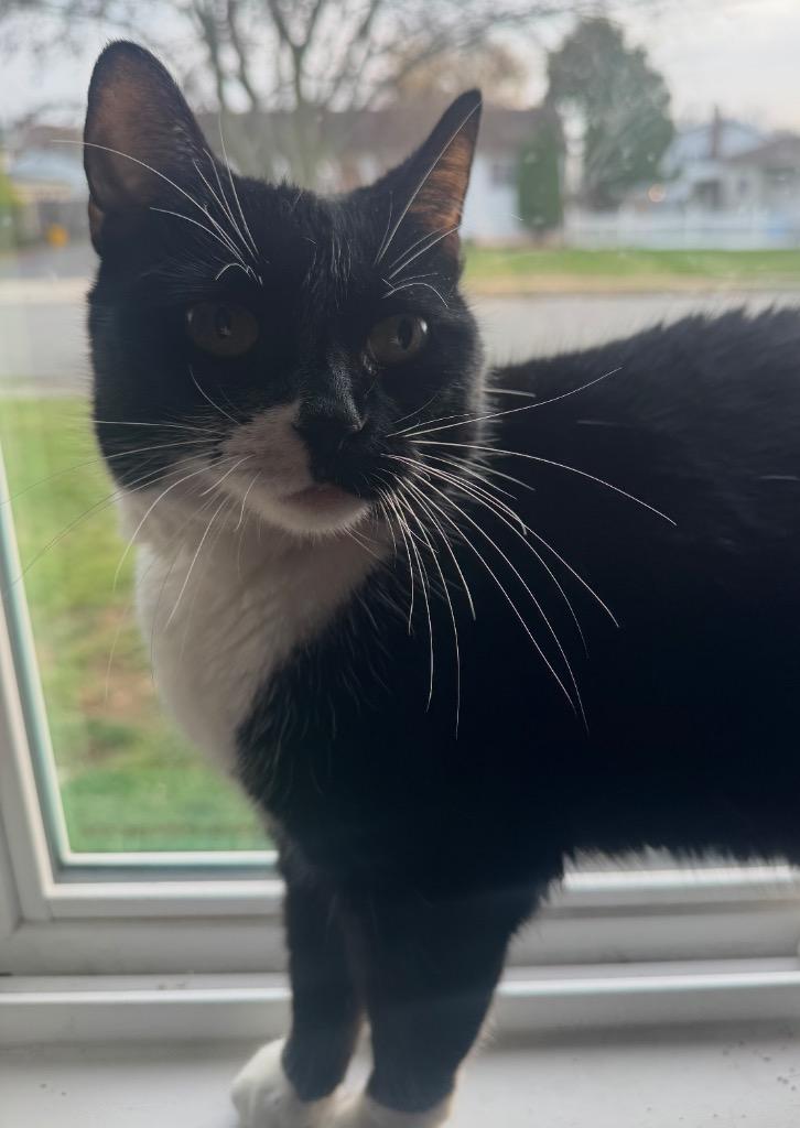 Myla, Adoptable, Adult Female Domestic Short Hair.