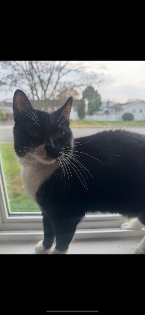 Enlarge Myla, a Adoptable mixed breed in Ewing, NJ image 2/2