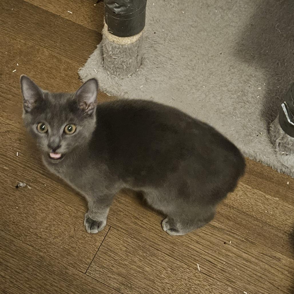 Auggie — thumbnail 2