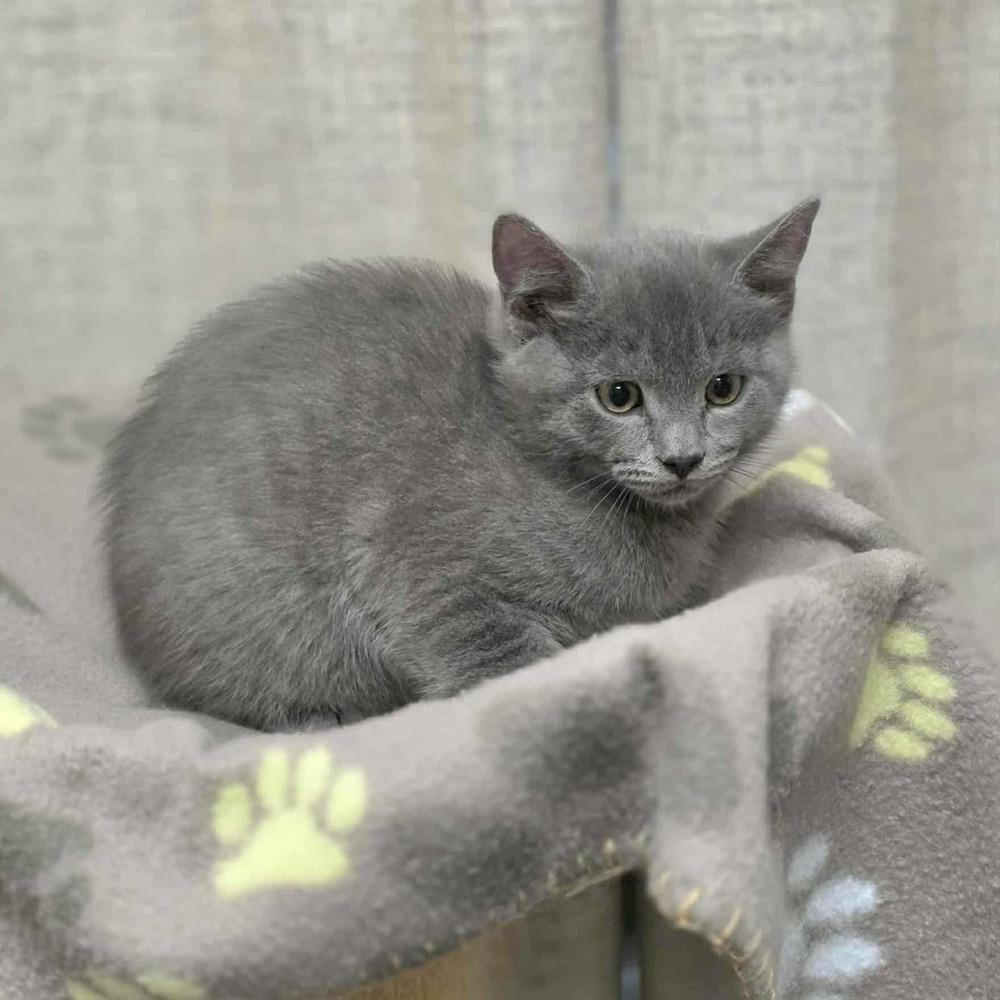 Auggie — thumbnail 3