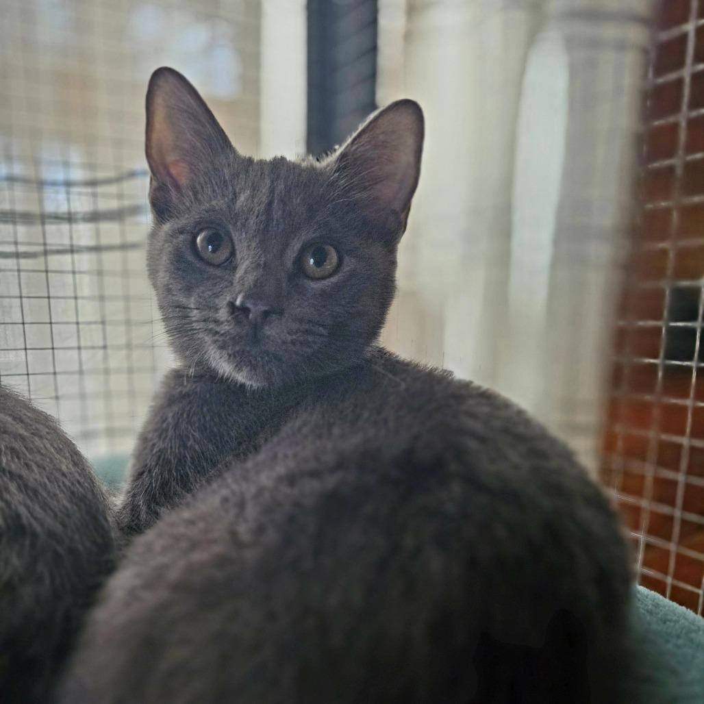 Auggie — thumbnail 4