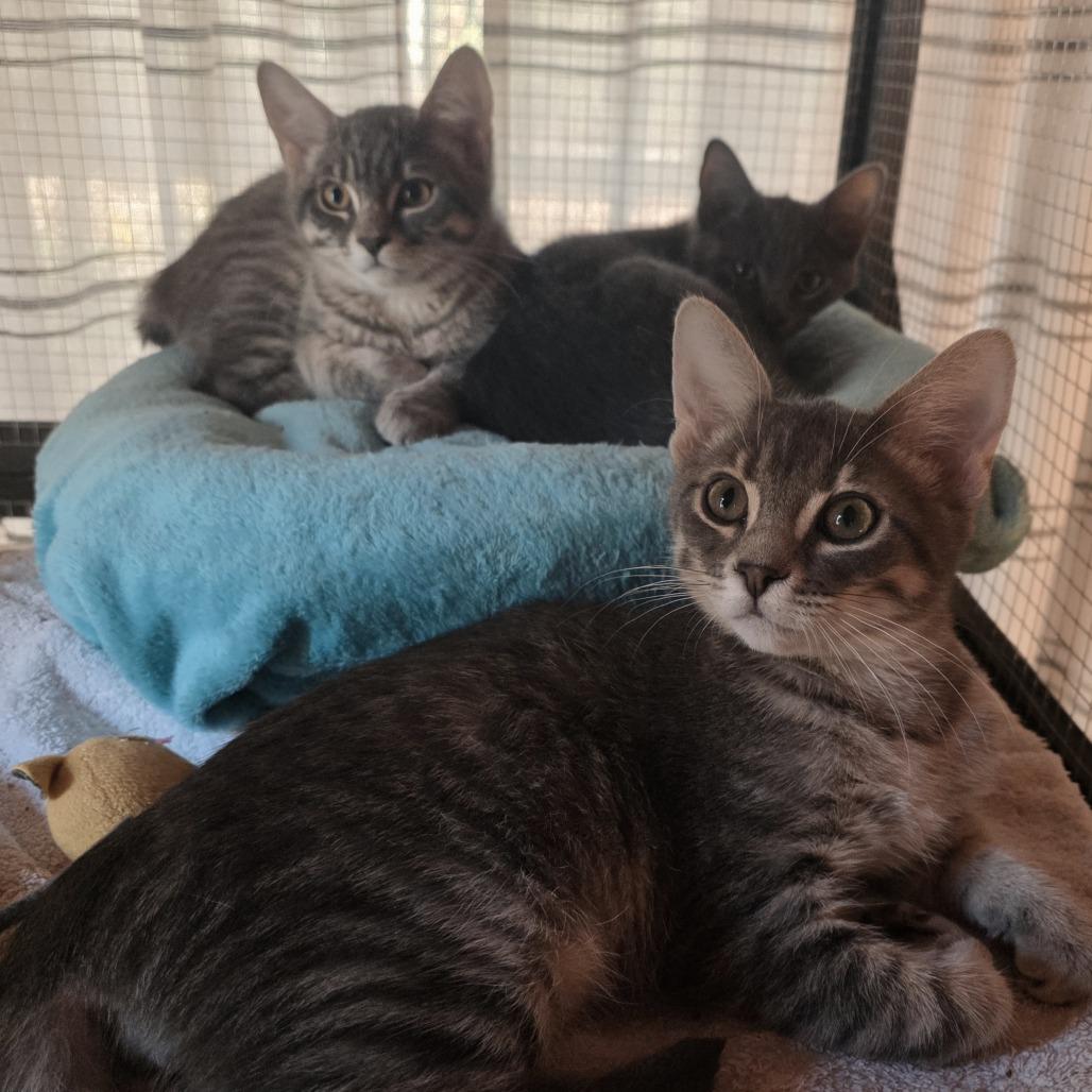 Auggie — thumbnail 5