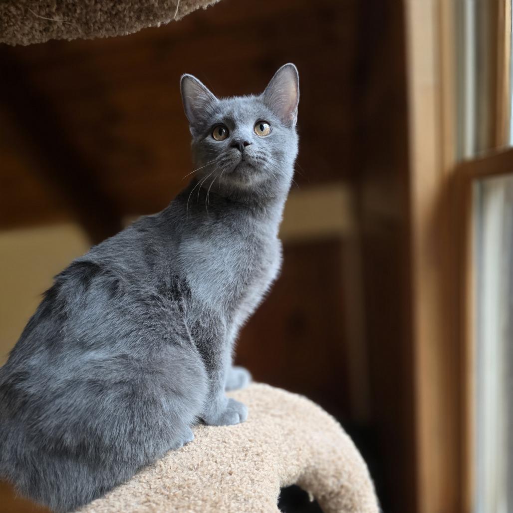 Auggie — thumbnail 6