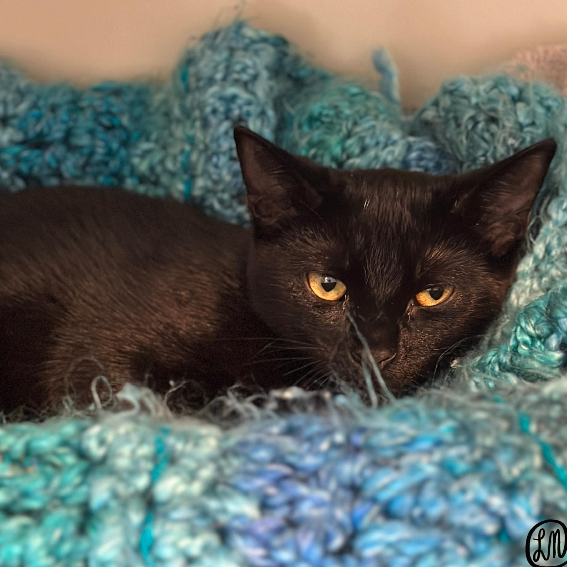 Meeko, an adopted Domestic Short Hair in Victor, NY image 2/5