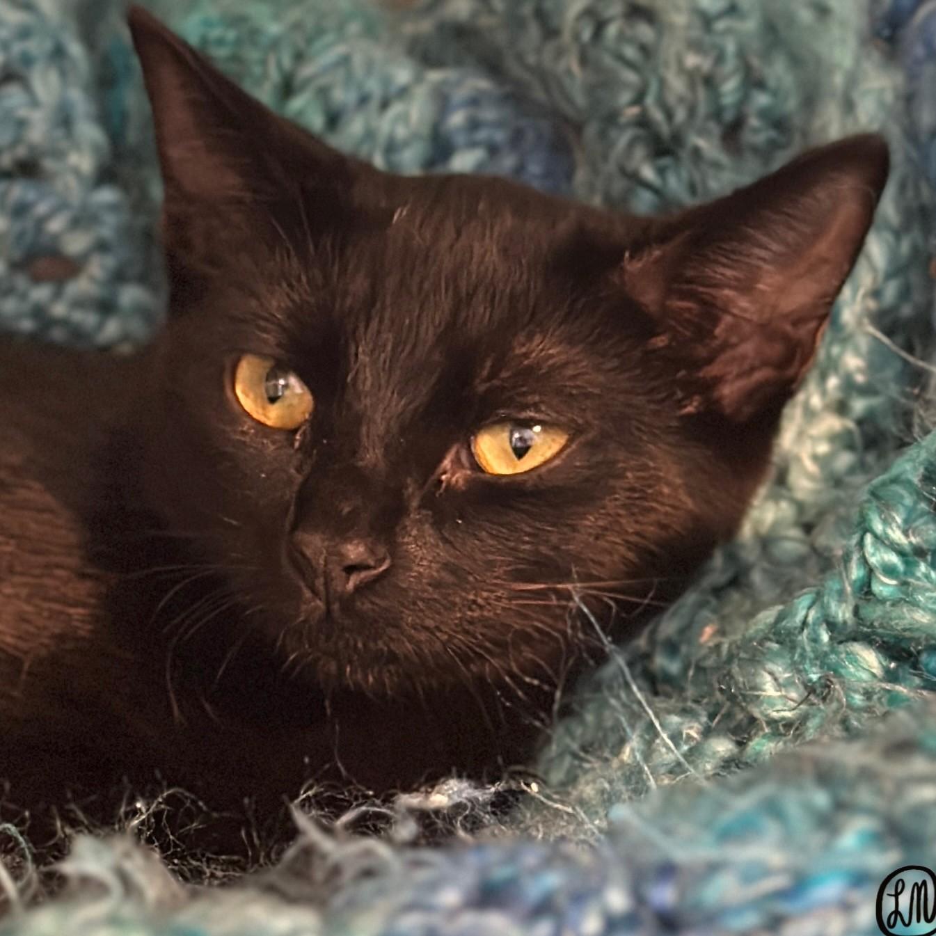 Meeko, an adopted Domestic Short Hair in Victor, NY image 5/5
