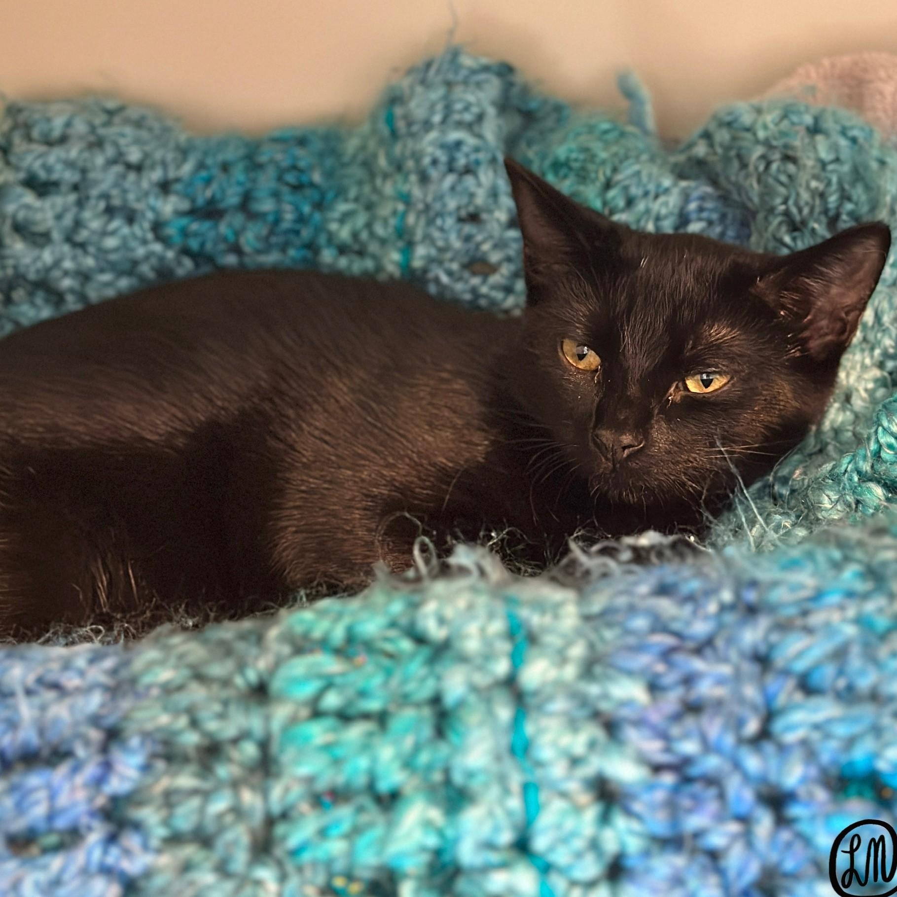 Meeko, an adopted Domestic Short Hair in Victor, NY image 3/5