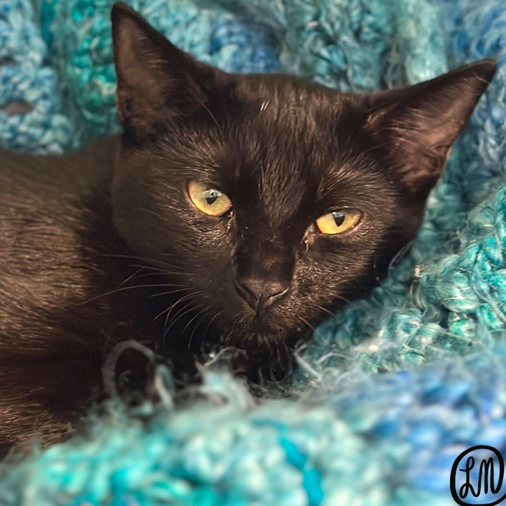 Meeko, an adopted Domestic Short Hair in Victor, NY image 4/5