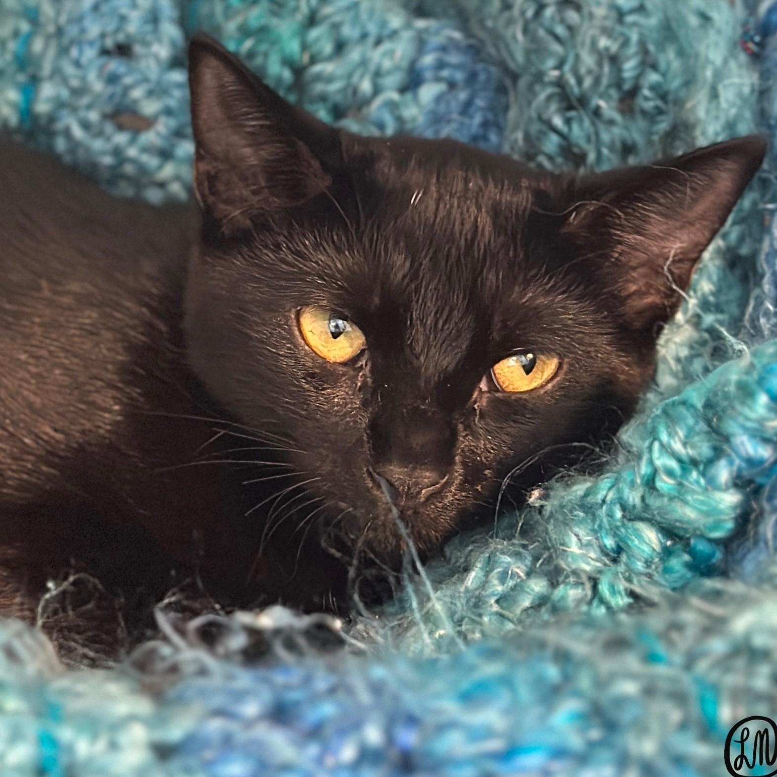Meeko, adopted, Young Male Domestic Short Hair.