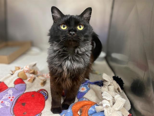 MEOW MEOW, Adoptable, Adult Female Domestic Medium Hair.