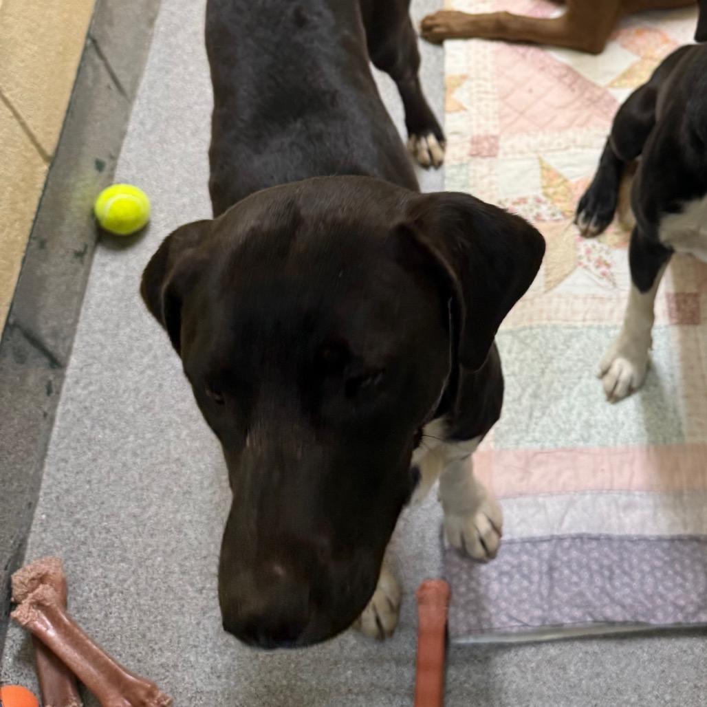 Dolly, Adoptable, Young Female Mixed Breed.