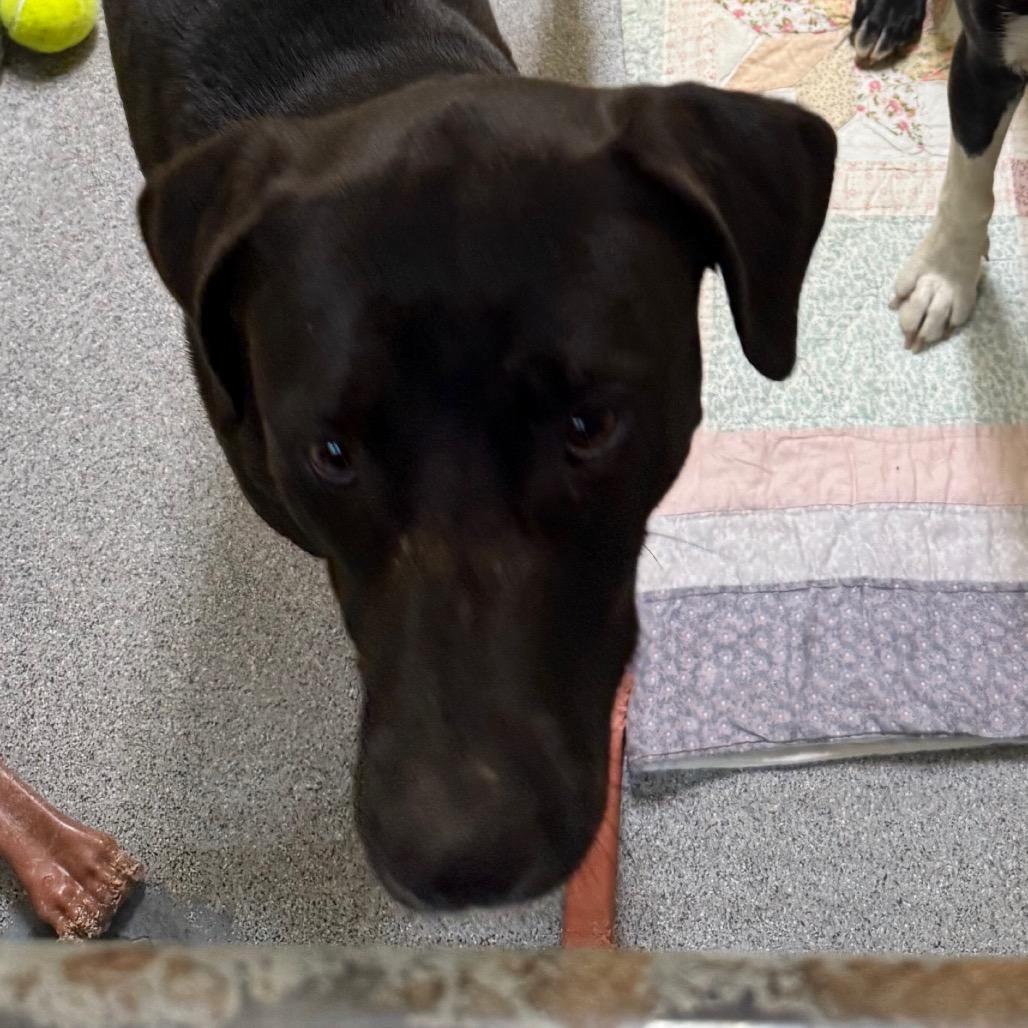 Enlarge Dolly, a Adoptable Mixed Breed in Cedaredge, CO image 2/2