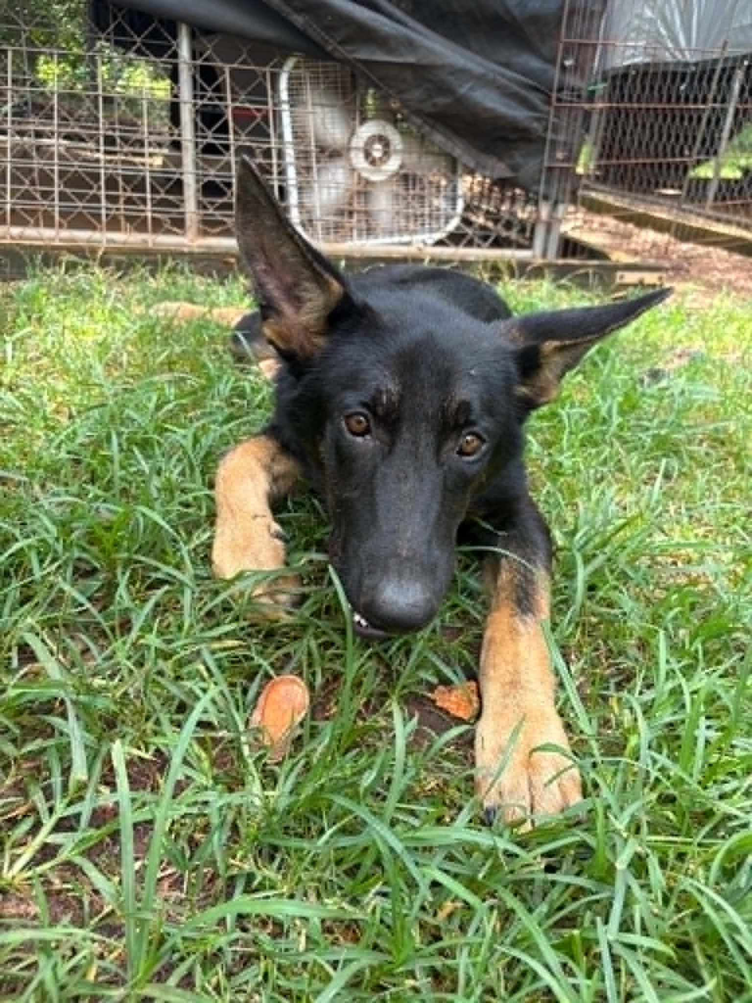 Toby, Adopted, Young Male German Shepherd Dog.