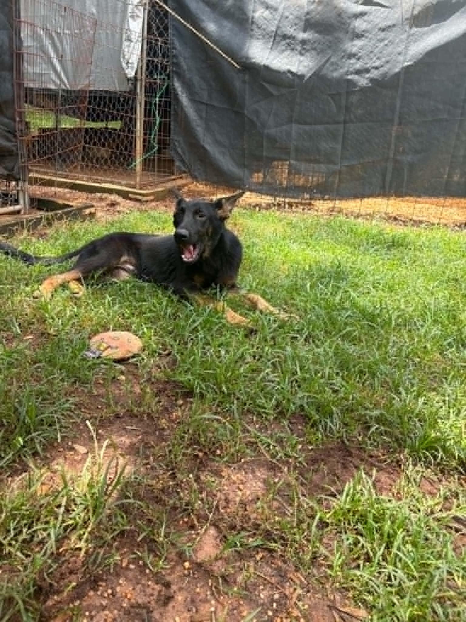 Toby, a Adopted German Shepherd Dog in Palm Harbor, FL image 2/2
