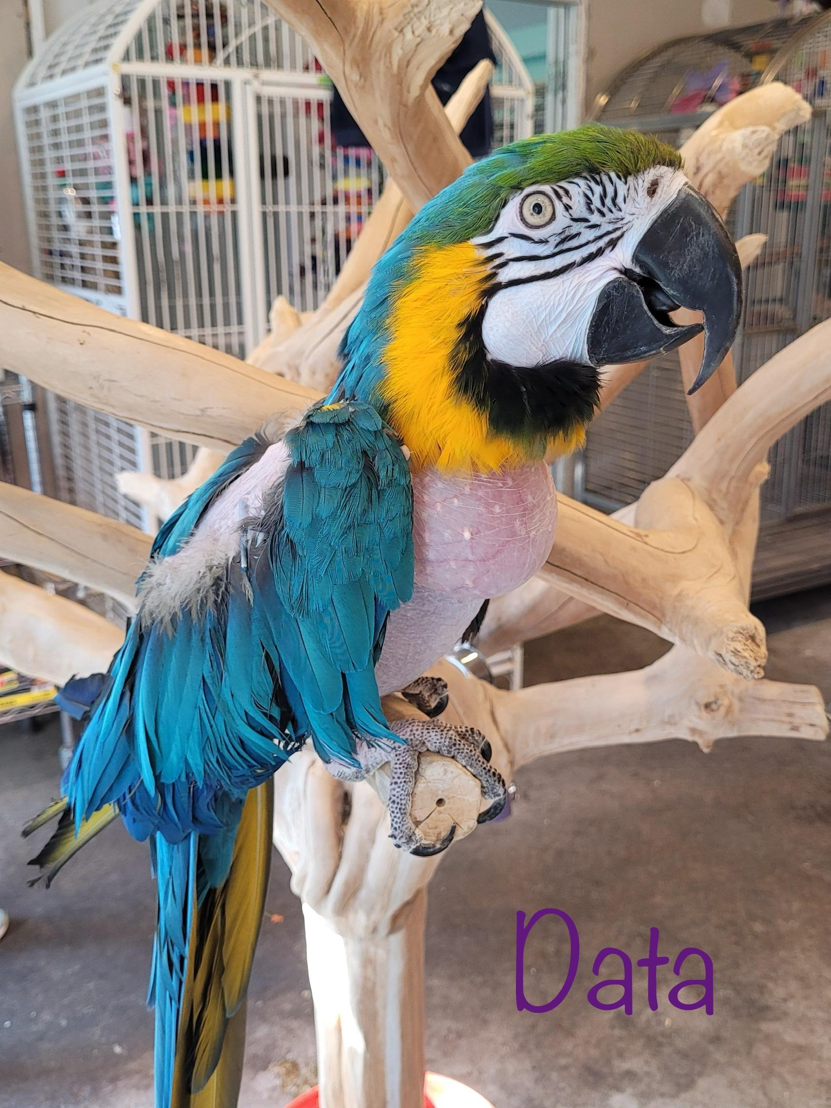 Data, Adult Female unknown
