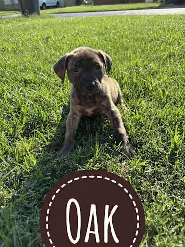 Oak