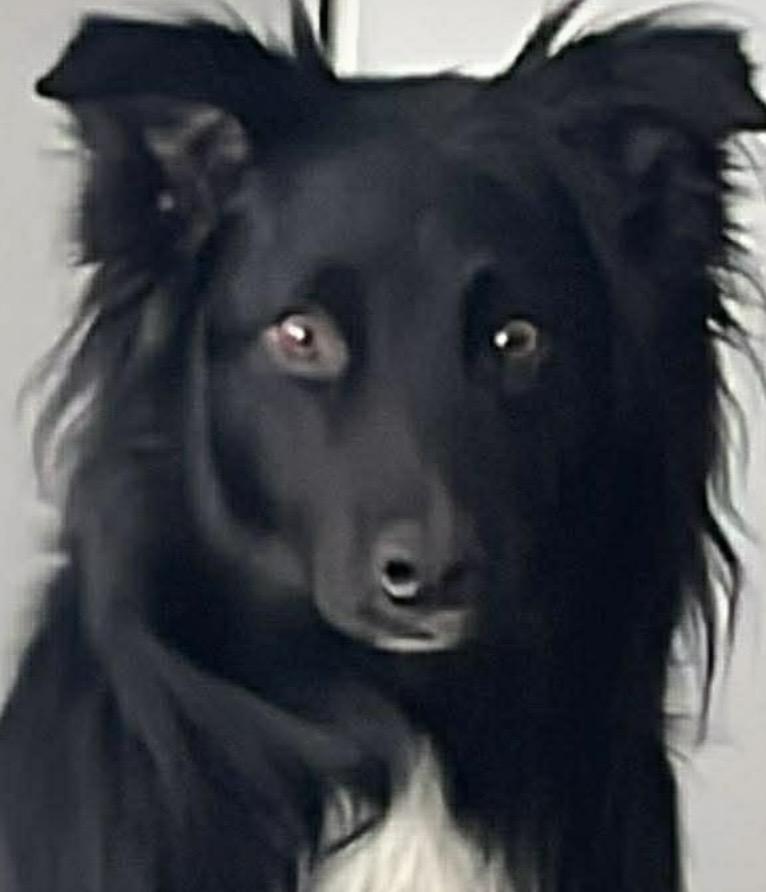 Enlarge SASSY, a ADOPTABLE mixed breed in North York, ON image 2/5