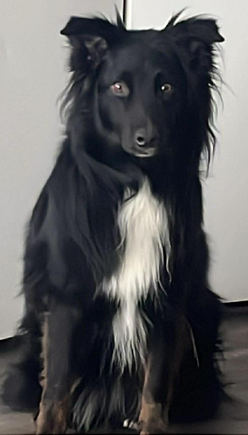 Enlarge SASSY, a ADOPTABLE mixed breed in North York, ON image 1/5
